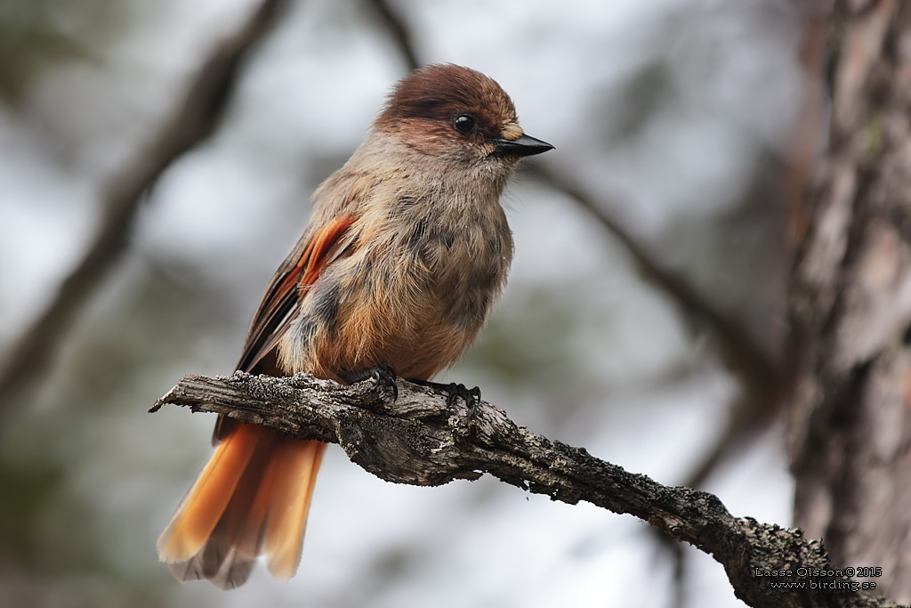 LAVSKRIKA / SIBERIAN JAY (Perisoreus infaustus) - Stäng / Close