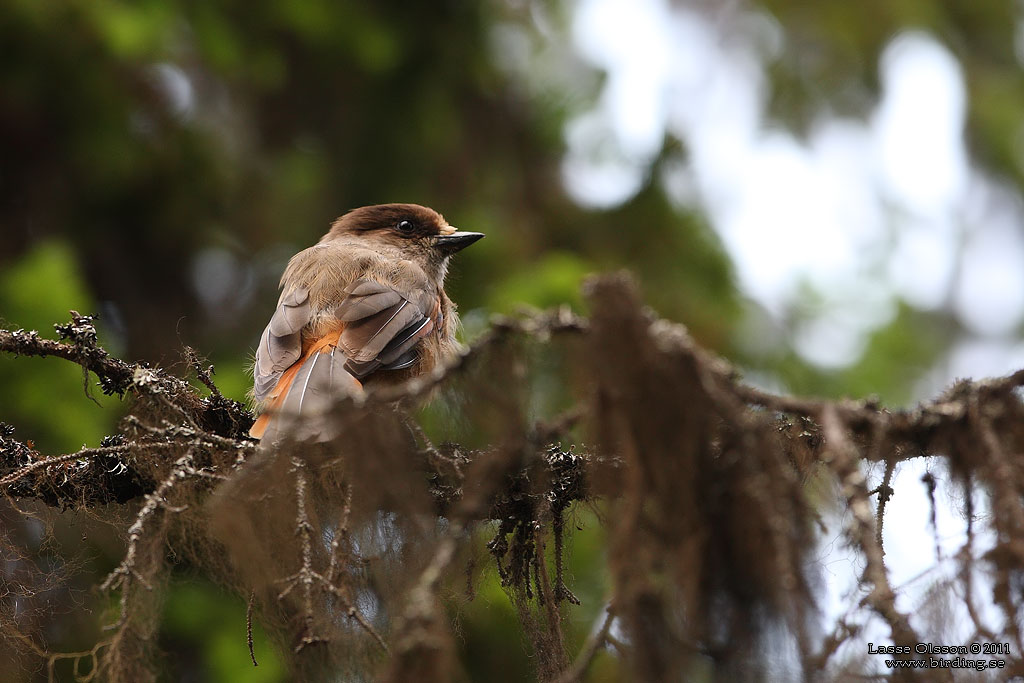 LAVSKRIKA / SIBERIAN JAY (Perisoreus infaustus) - Stäng / Close