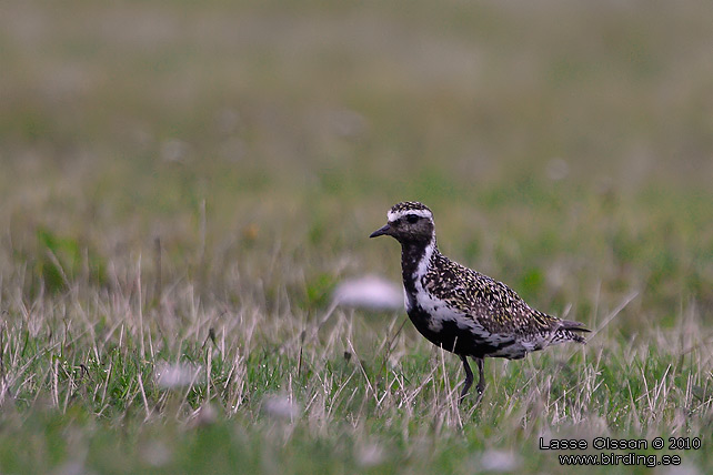 LJUNGPIPARE / EUROPEAN GOLDEN PLOVER (Pluvialis apricaria) - stor bild / full size