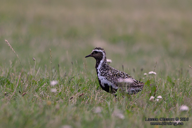 LJUNGPIPARE / EUROPEAN GOLDEN PLOVER (Pluvialis apricaria) - stor bild / full size