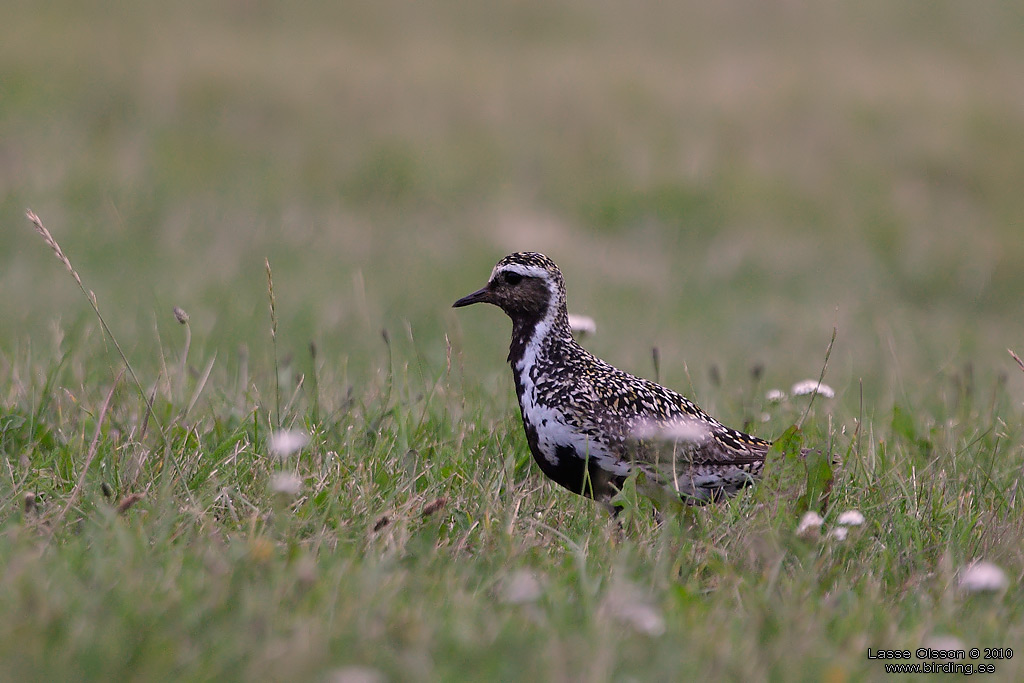 LJUNGPIPARE / EUROPEAN GOLDEN PLOVER (Pluvialis apricaria) - Stng / Close