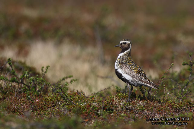 LJUNGPIPARE / EUROPEAN GOLDEN PLOVER (Pluvialis apricaria) - stor bild / full size