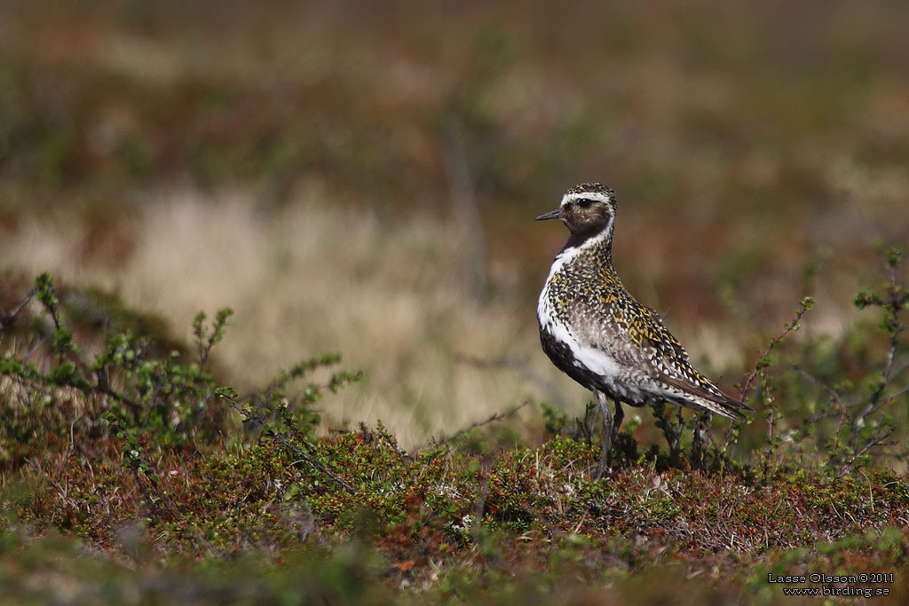 LJUNGPIPARE / EUROPEAN GOLDEN PLOVER (Pluvialis apricaria) - Stng / Close