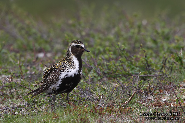 LJUNGPIPARE / EUROPEAN GOLDEN PLOVER (Pluvialis apricaria) - stor bild / full size