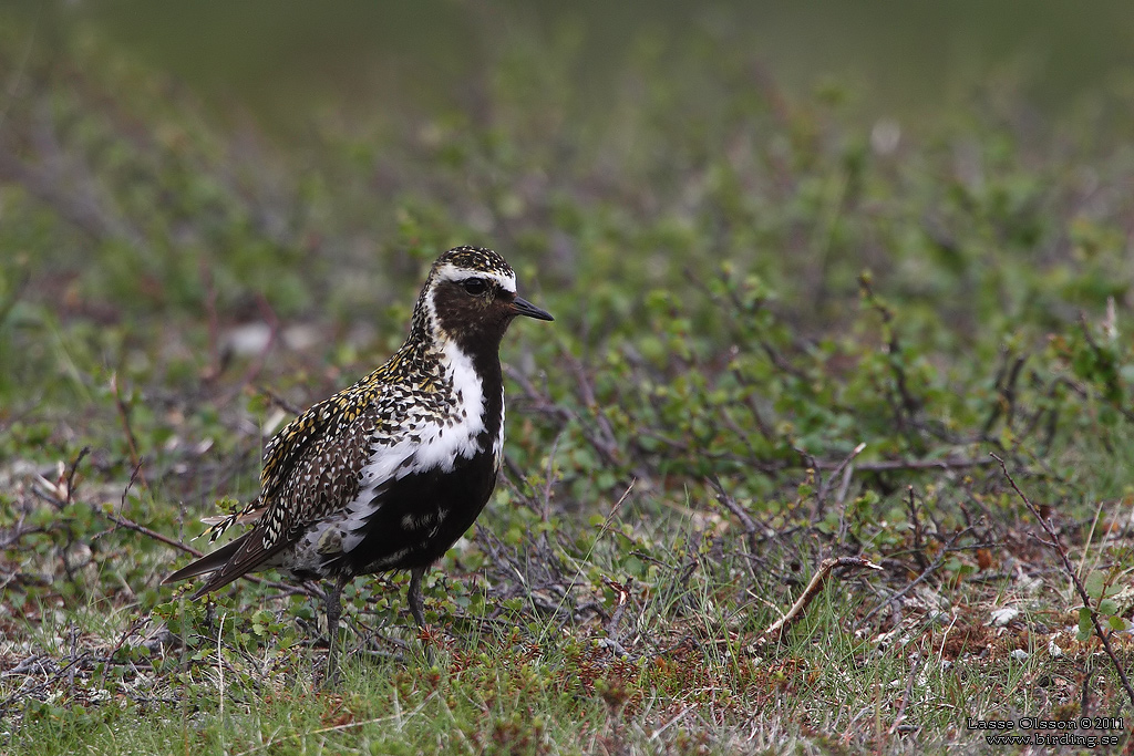 LJUNGPIPARE / EUROPEAN GOLDEN PLOVER (Pluvialis apricaria) - Stng / Close