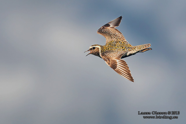 LJUNGPIPARE / EUROPEAN GOLDEN PLOVER (Pluvialis apricaria) - stor bild / full size