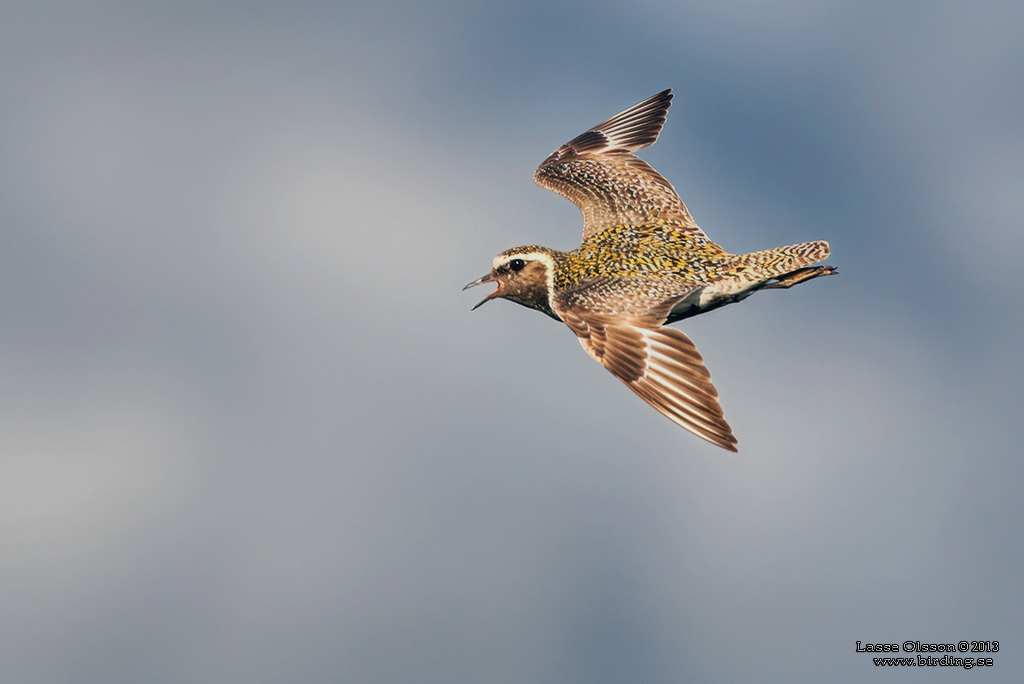 LJUNGPIPARE / EUROPEAN GOLDEN PLOVER (Pluvialis apricaria) - Stng / Close