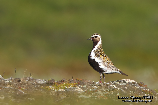 LJUNGPIPARE / EUROPEAN GOLDEN PLOVER (Pluvialis apricaria) - stor bild / full size