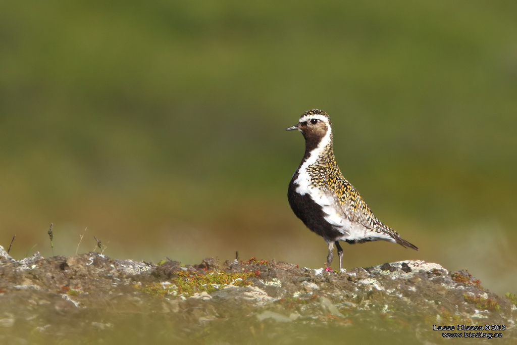 LJUNGPIPARE / EUROPEAN GOLDEN PLOVER (Pluvialis apricaria) - Stng / Close