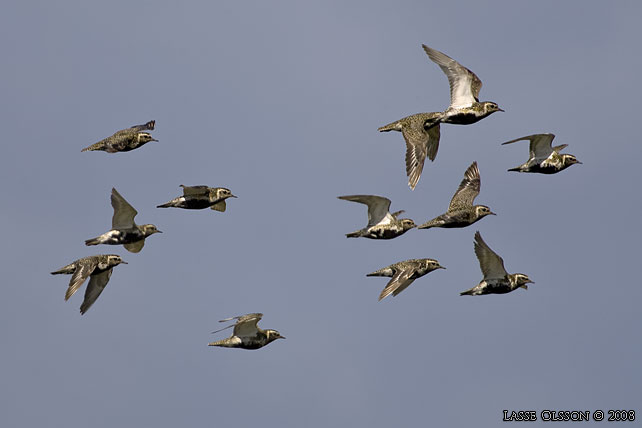 LJUNGPIPARE / EUROPEAN GOLDEN PLOVER (Pluvialis apricaria) - stor bild / full size