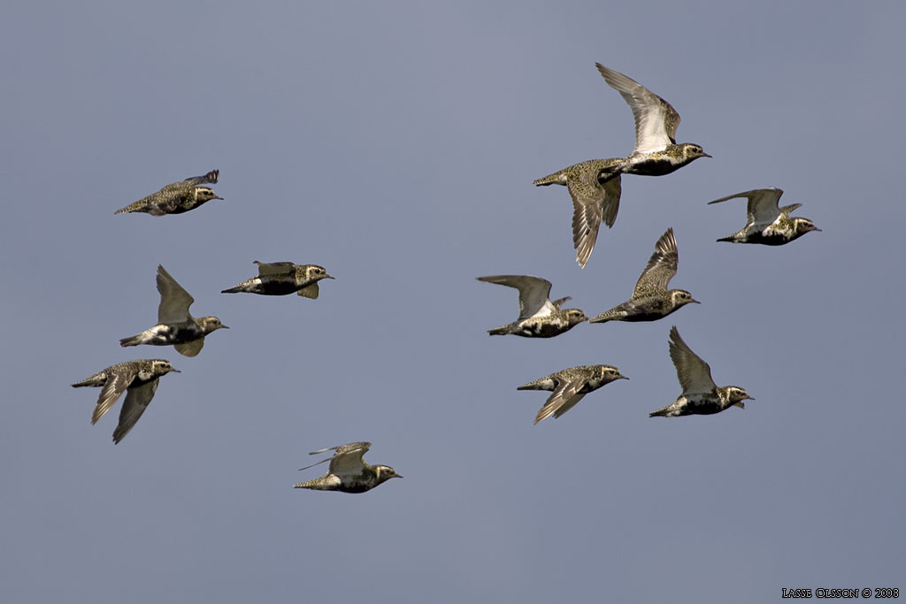 LJUNGPIPARE / EUROPEAN GOLDEN PLOVER (Pluvialis apricaria) - Stng / Close