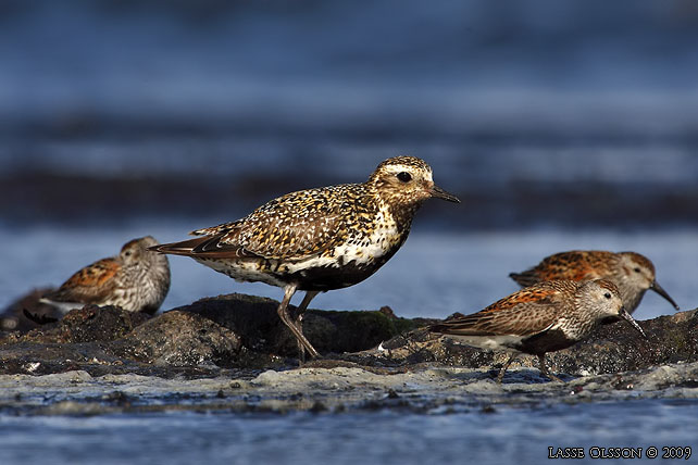 LJUNGPIPARE / EUROPEAN GOLDEN PLOVER (Pluvialis apricaria) - stor bild / full size