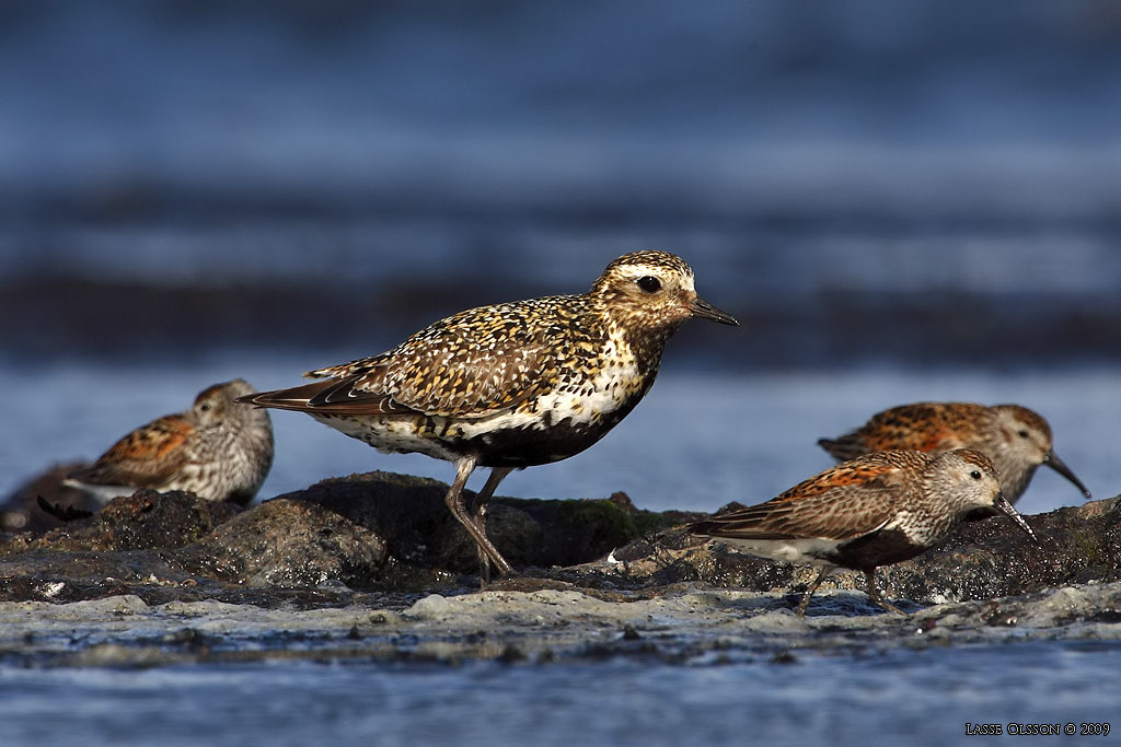 LJUNGPIPARE / EUROPEAN GOLDEN PLOVER (Pluvialis apricaria) - Stng / Close