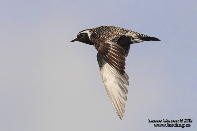 LJUNGPIPARE / EUROPEAN GOLDEN PLOVER (Pluvialis apricaria) - stor bild / full size