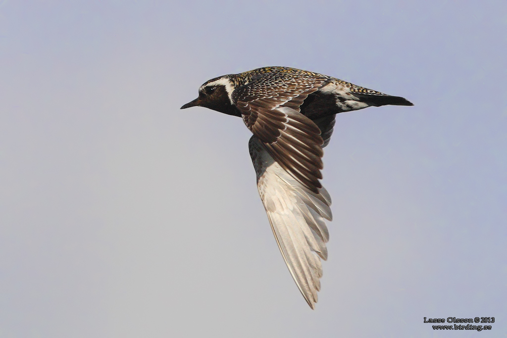 LJUNGPIPARE / EUROPEAN GOLDEN PLOVER (Pluvialis apricaria) - Stng / Close