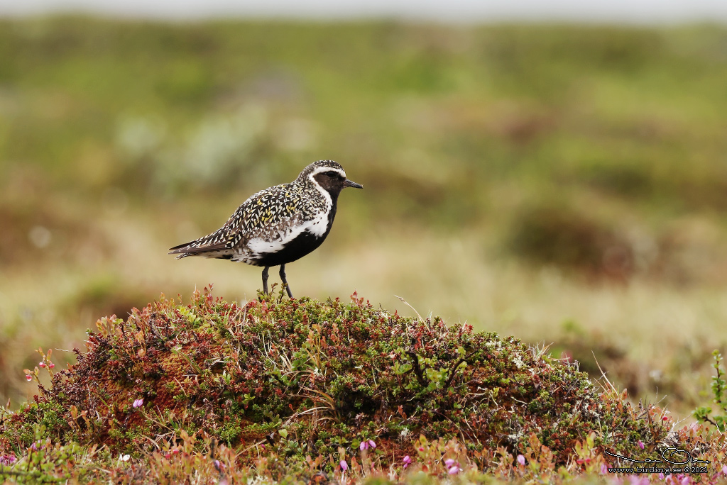 LJUNGPIPARE / EUROPEAN GOLDEN PLOVER (Pluvialis apricaria) - Stng / Close
