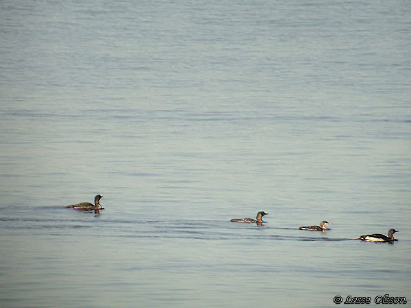 SVARTNBBAD ISLOM / COMMON LOON (Gavia immer)