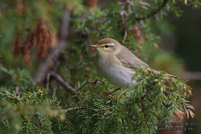 LVSNGARE / WILLOW WARBLER (Phylloscopus trochilus) - stor bild / full size