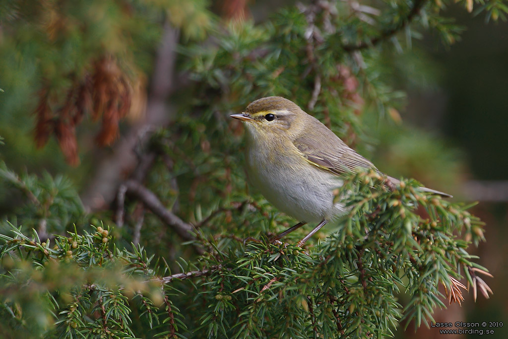 LVSNGARE / WILLOW WARBLER (Phylloscopus trochilus) - Stng / Close