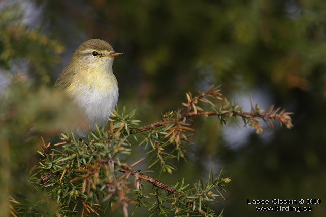 LVSNGARE / WILLOW WARBLER (Phylloscopus trochilus) - stor bild / full size