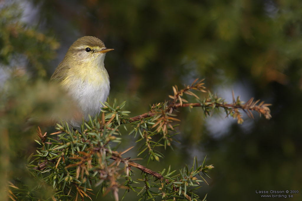 LVSNGARE / WILLOW WARBLER (Phylloscopus trochilus) - Stng / Close