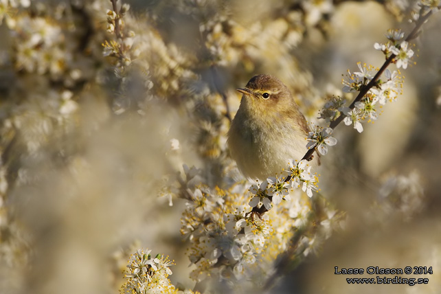 LÖVSÅNGARE / WILLOW WARBLER (Phylloscopus trochilus) - stor bild / full size