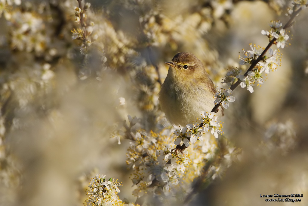 LVSNGARE / WILLOW WARBLER (Phylloscopus trochilus) - Stng / Close