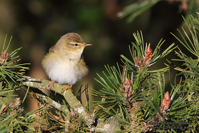 LÖVSÅNGARE / WILLOW WARBLER (Phylloscopus trochilus) - stor bild / full size