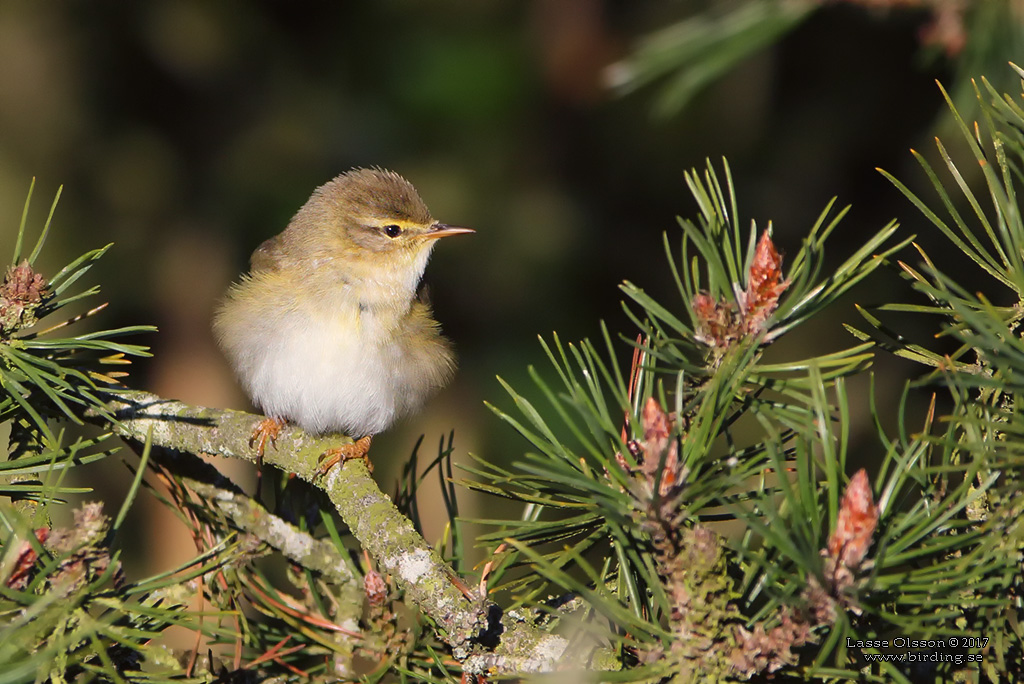 LVSNGARE / WILLOW WARBLER (Phylloscopus trochilus) - Stng / Close