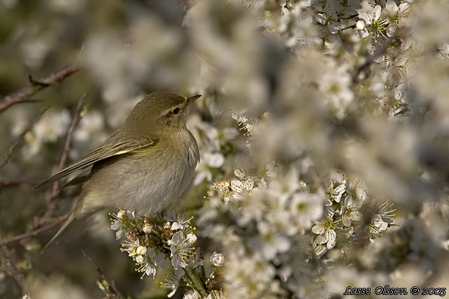 LVSNGARE / WILLOW WARBLER (Phylloscopus trochilus)