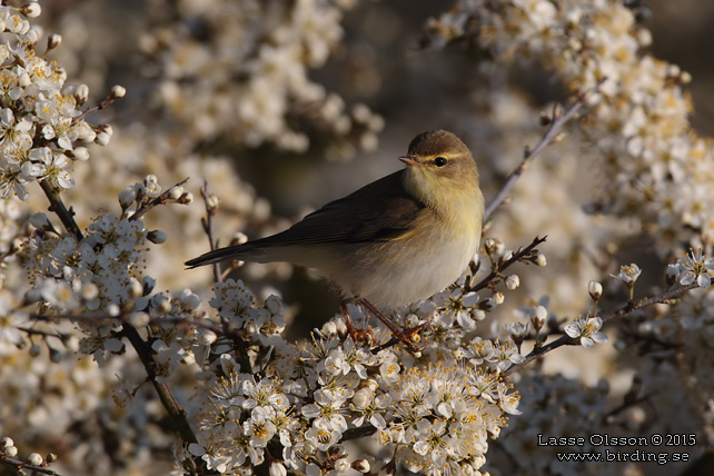 LÖVSÅNGARE / WILLOW WARBLER (Phylloscopus trochilus) - stor bild / full size