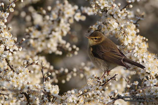 LÖVSÅNGARE / WILLOW WARBLER (Phylloscopus trochilus) - stor bild / full size