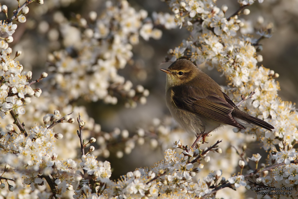 LVSNGARE / WILLOW WARBLER (Phylloscopus trochilus) - Stng / Close