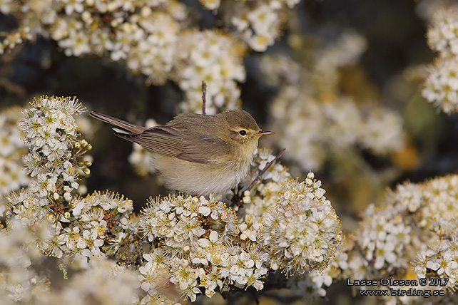 LÖVSÅNGARE / WILLOW WARBLER (Phylloscopus trochilus) - stor bild / full size