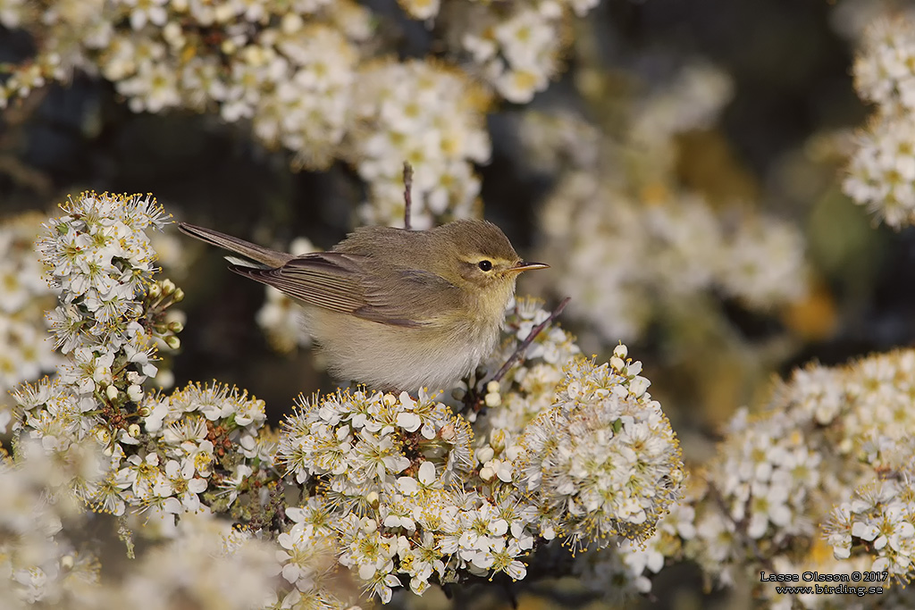 LVSNGARE / WILLOW WARBLER (Phylloscopus trochilus) - Stng / Close