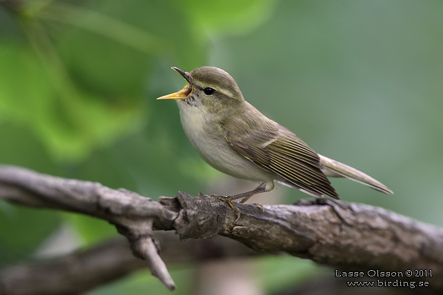 LUNDSÅNGARE / GREENISH WARBLER (Phylloscopus trochiloides) - STOR BILD / FULL SIZE