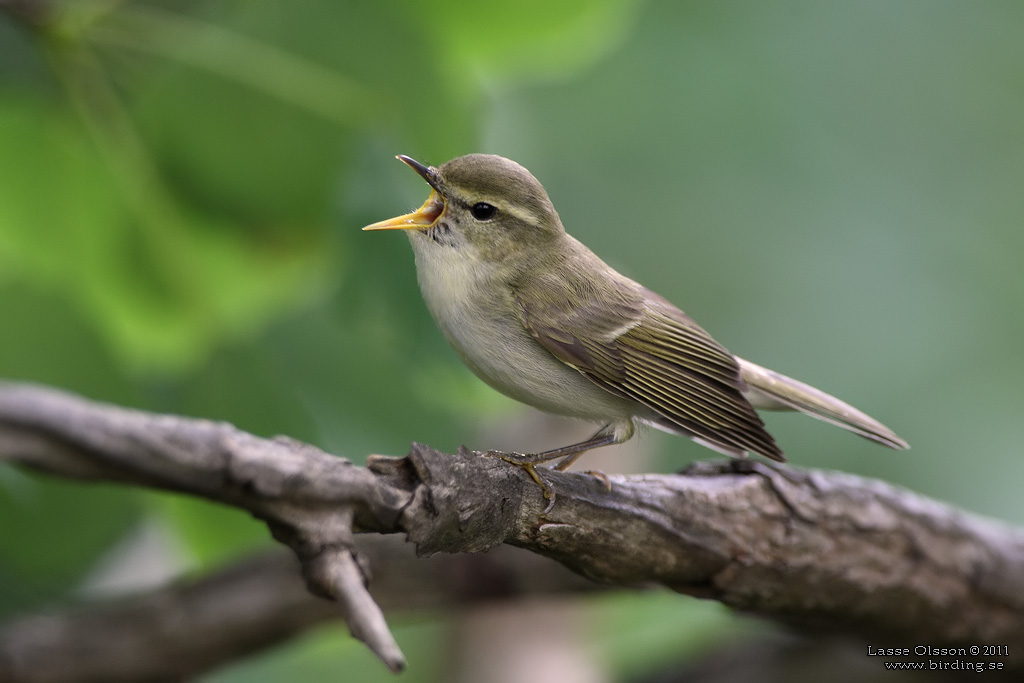 LUNDSÅNGARE / GREENISH WARBLER (Phylloscopus trochiloides) - Stäng / Close