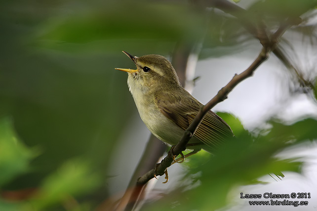 LUNDSÅNGARE / GREENISH WARBLER (Phylloscopus trochiloides) - STOR BILD / FULL SIZE