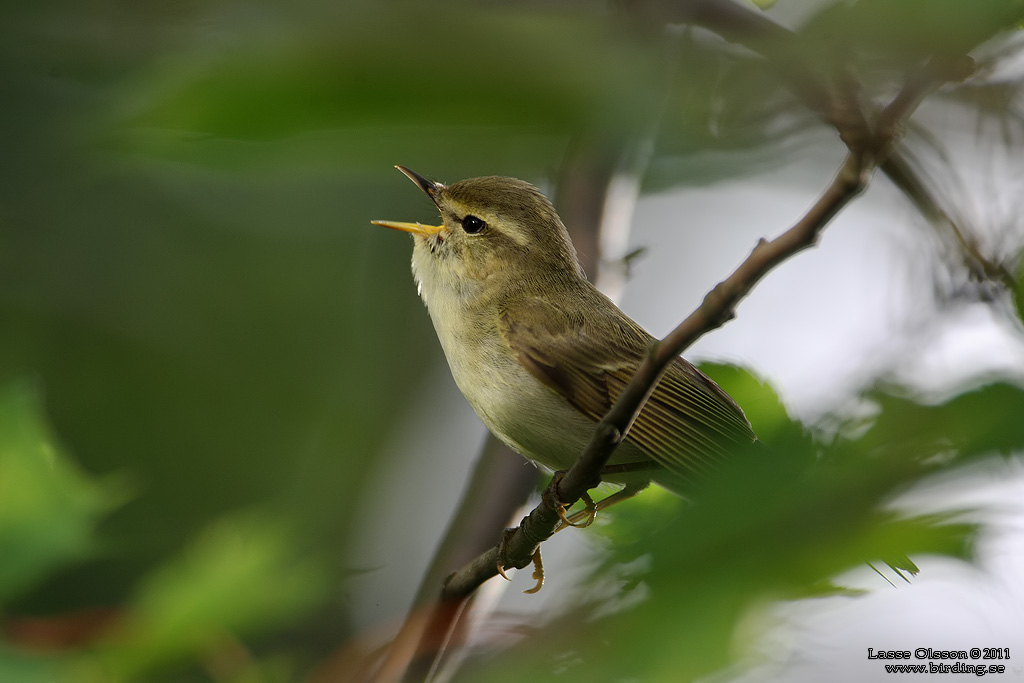 LUNDSÅNGARE / GREENISH WARBLER (Phylloscopus trochiloides) - Stäng / Close