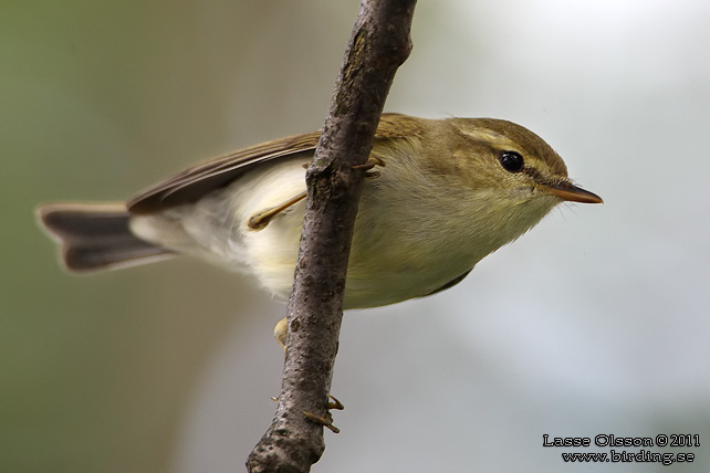 LUNDSÅNGARE / GREENISH WARBLER (Phylloscopus trochiloides) - STOR BILD / FULL SIZE