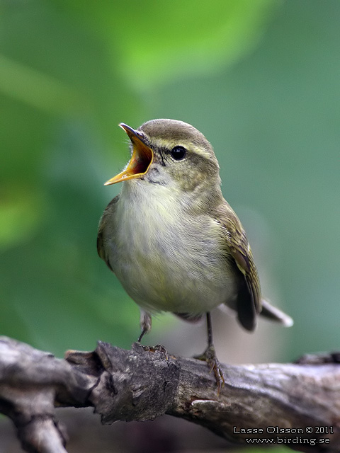 LUNDSÅNGARE / GREENISH WARBLER (Phylloscopus trochiloides) - STOR BILD / FULL SIZE