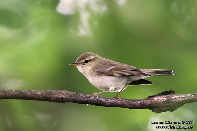 LUNDSÅNGARE / GREENISH WARBLER (Phylloscopus trochiloides) - STOR BILD / FULL SIZE