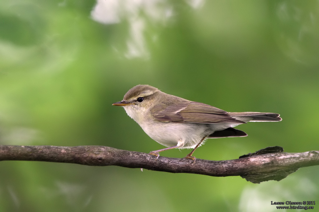 LUNDSÅNGARE / GREENISH WARBLER (Phylloscopus trochiloides) - Stäng / Close