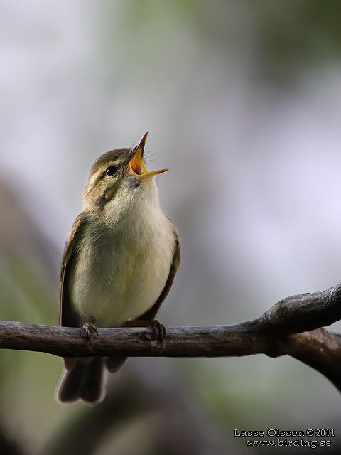 LUNDSÅNGARE / GREENISH WARBLER (Phylloscopus trochiloides) - STOR BILD / FULL SIZE