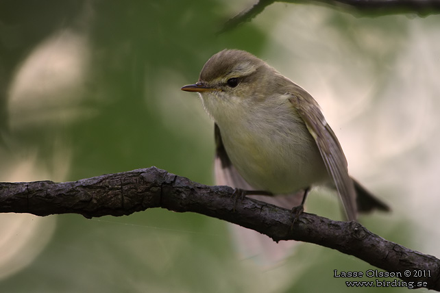 LUNDSÅNGARE / GREENISH WARBLER (Phylloscopus trochiloides) - STOR BILD / FULL SIZE