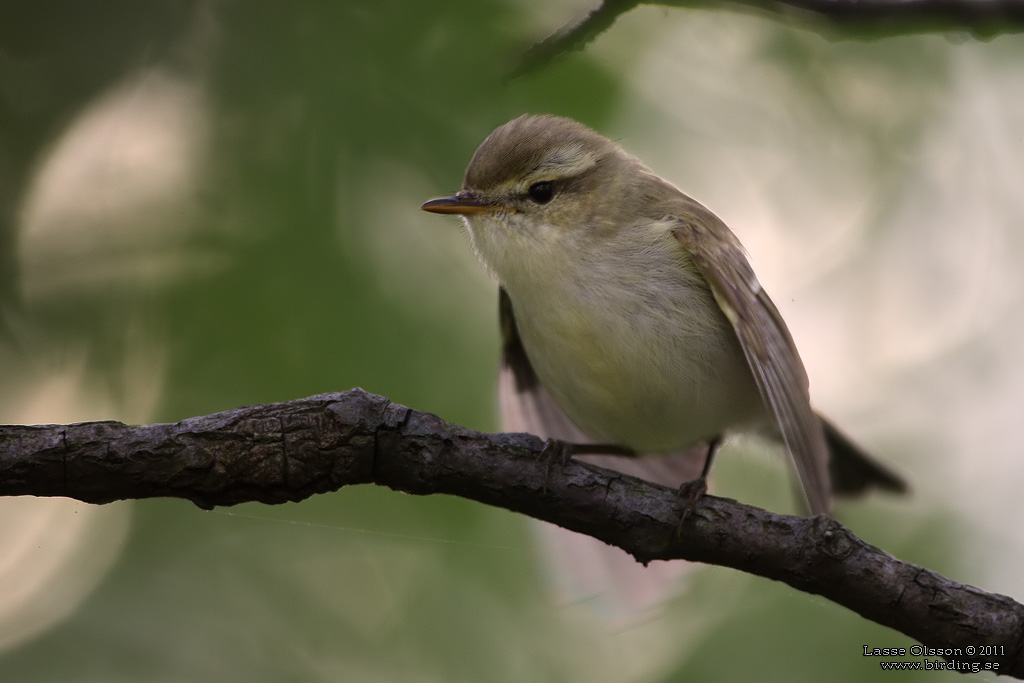 LUNDSÅNGARE / GREENISH WARBLER (Phylloscopus trochiloides) - Stäng / Close