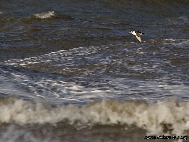 LUNNEFGEL / ATLANTIC PUFFIN (Fratercula arctica)