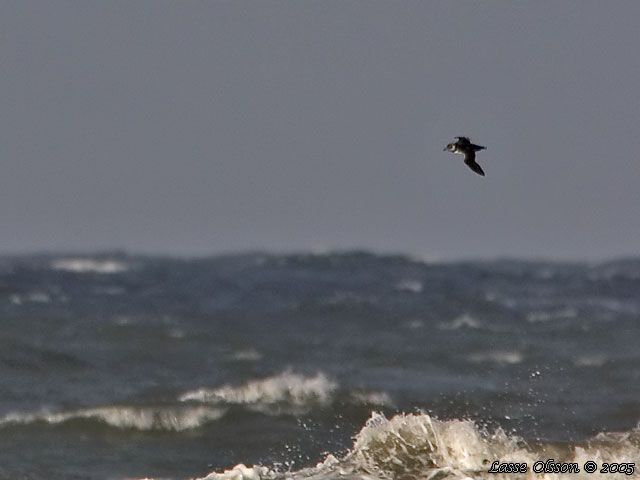 LUNNEFGEL / ATLANTIC PUFFIN (Fratercula arctica)