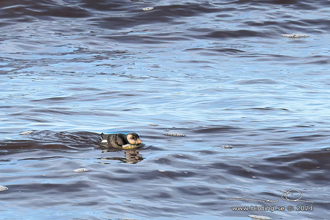 LUNNEFÅGEL / ATLANTIC PUFFIN (Fratercula arctica)