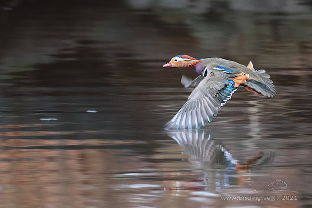 MANDARINAND / MANDARINE DUCK (Aix galericulata) - stor bild / full size